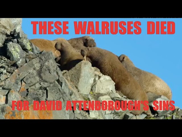 The Walruses Are A Lie (and the Media Creates "Climate Change Deniers")