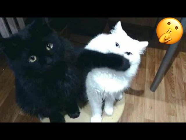Try Not To Laugh 🤣 New Funny Cats Video 😹 - MeowFunny Part 28