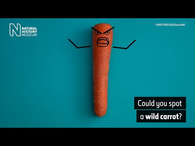 Could you spot a wild carrot? | Natural History Museum