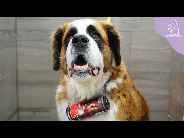 One St. Bernard's Heroism Saves The Lives Of Both Humans AND Dogs