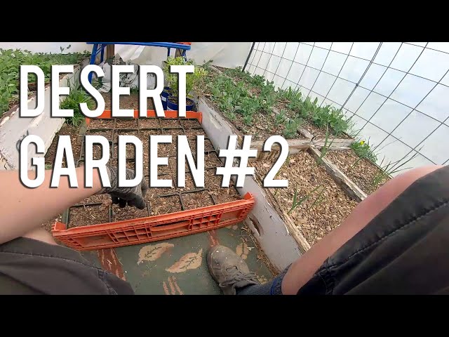 Desert Garden #2