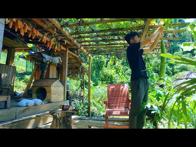 Kong has harvested a lot of squash and gourds, enough to eat for 1 month - Kong Survival | Ep.38