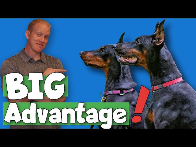 Black and Rust Dobermans: Why They’re the Best