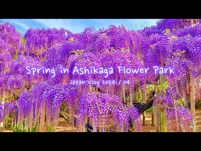 Spring at Ashikaga Flower Park | Wisteria, Azaleas, Tochigi | Japan Vlog