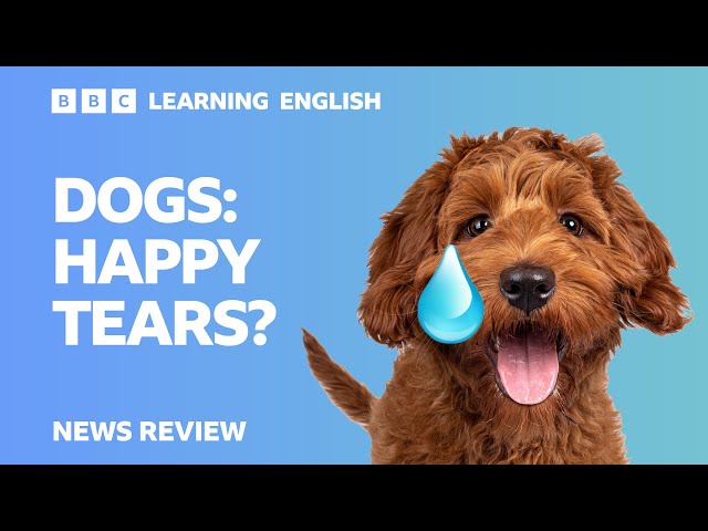Dogs: Happy tears?: BBC News Review