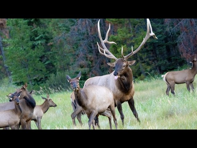 Elk Rut with Lots of Bugling and Aggressive Bull Guarding his Canadian Rockies Harem