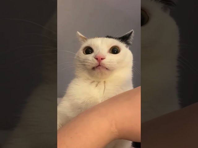 Cat bites his owner and then realizes what he’s done 😹