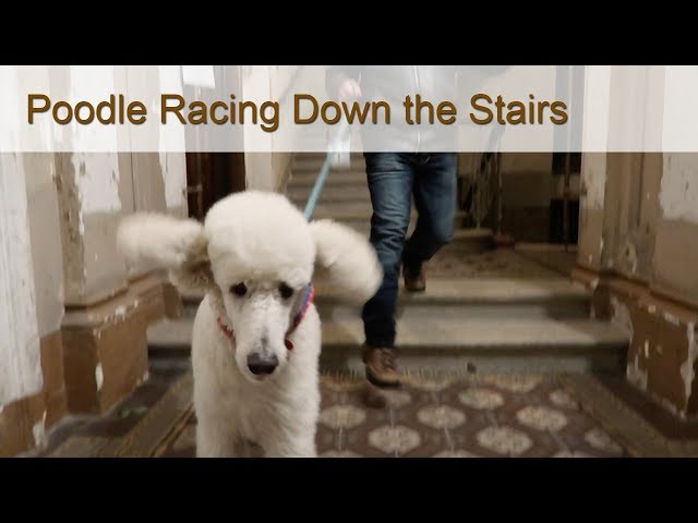 Poodle Racing - Funny Dogs - A Race Down the Stairs