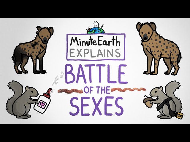 MinuteEarth Explains: Battle of the Sexes