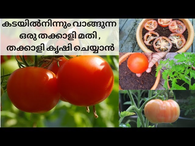 കടയിൽനിന്നും വാങ്ങുന്ന ഒരു തക്കാളി മതി , തക്കാളി കൃഷി ചെയ്യാൻ  | Tomato Cultivation Malayalam