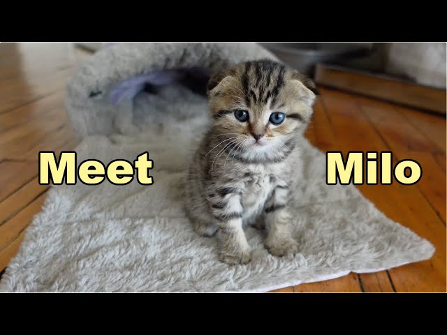 NYC week in my life: Kitten's first day home