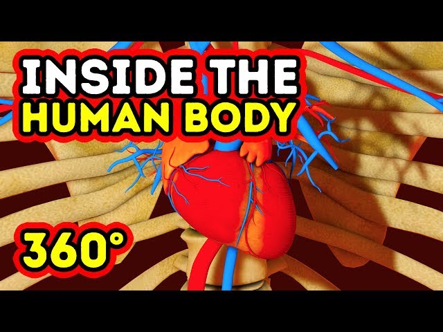 WHAT HAPPENS INSIDE YOUR BODY? || 360 VR
