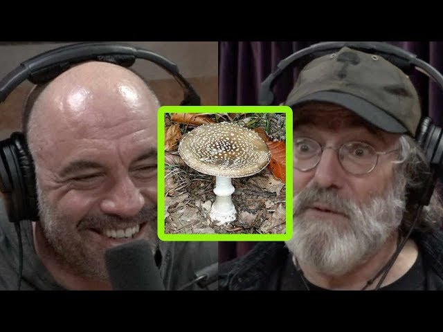 Paul Stamets Describes Bad Trip on Incredibly Dangerous Mushroom