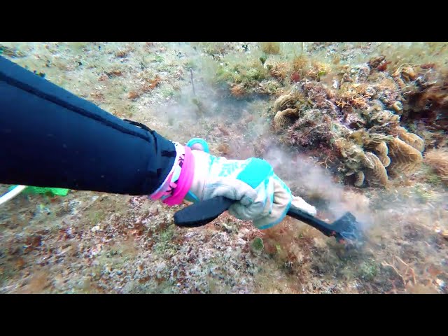 Sea Urchins, Snails and Sponges | No Commentary ASMR