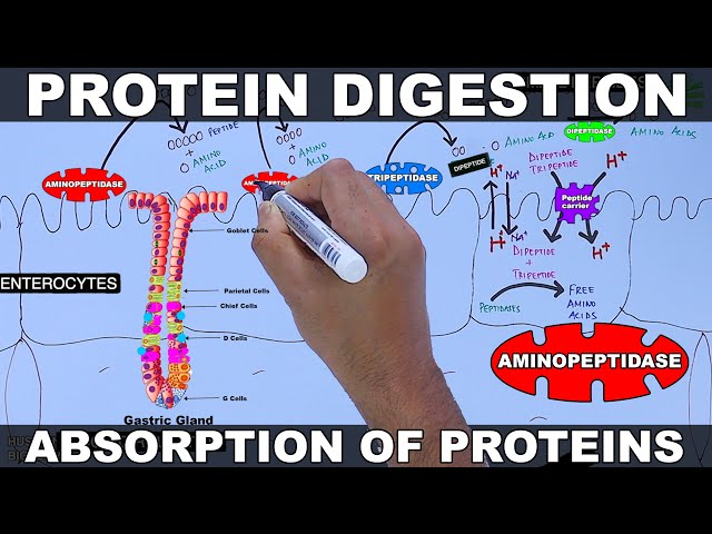 Digestion and Absorption of Proteins