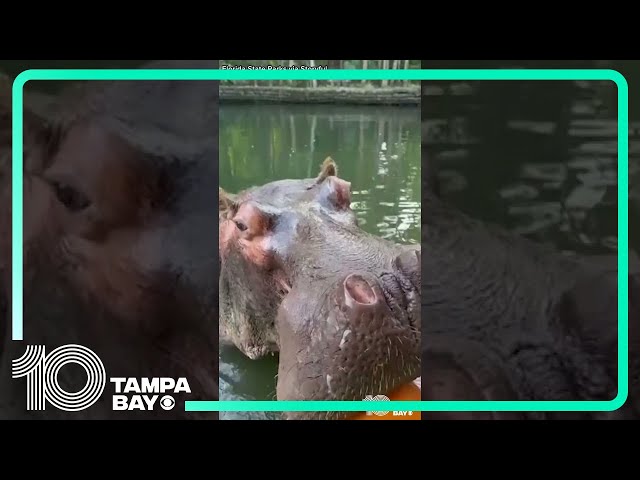 Movie star Lu the Hippo chomps down on Thanksgiving pumpkin treat at a state park in Florida