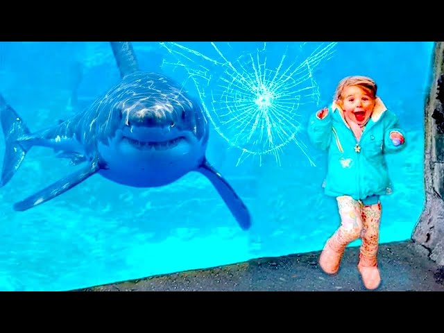 Funny Babies At The Zoo - Baby Shark Doo Doo  | TRY NOT TO LAUGH 🐯🐶