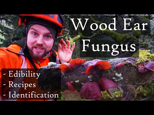 Wood Ear / Jelly Ear Fungus (Auricularia auricula-judae) Identification, Edibility & Recipe Ideas