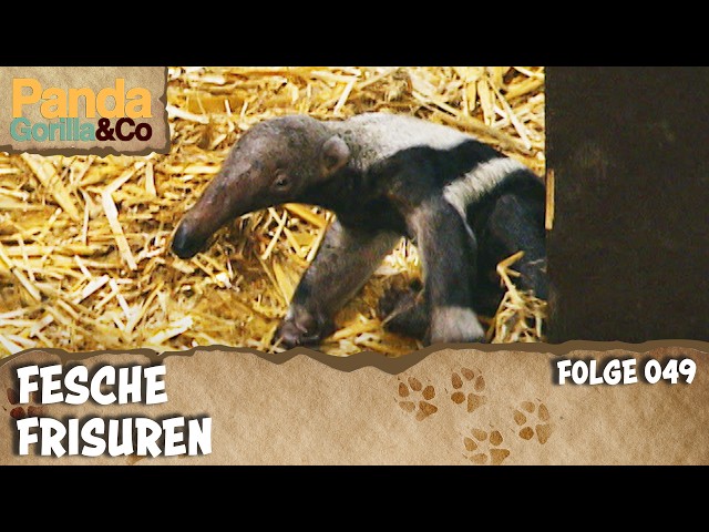 Ein Tag im Zoo: Von Ameisenbär bis Zebra | Panda, Gorilla & Co.
