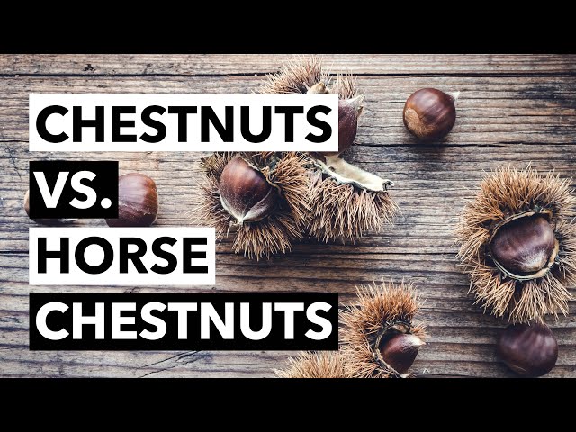 Wild Edibles with Sergei: Chestnuts (Castanea Sativa) vs. Horse Chestnut (Aesculus Hippocastanum)