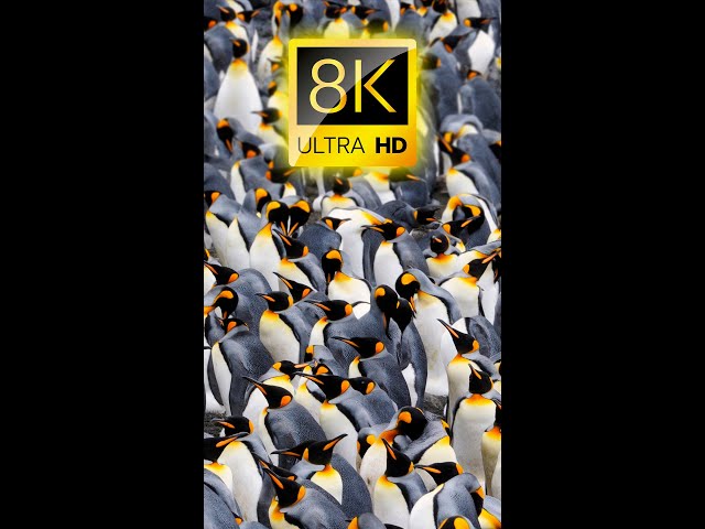 THE LAND OF PENGUINS 8K ULTRA HD / #animal #penguin #8kvideo
