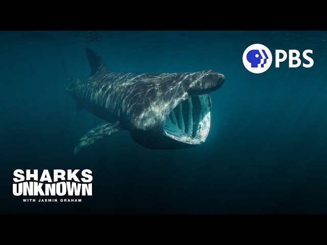 This Gigantic Shark is a HUGE Mystery