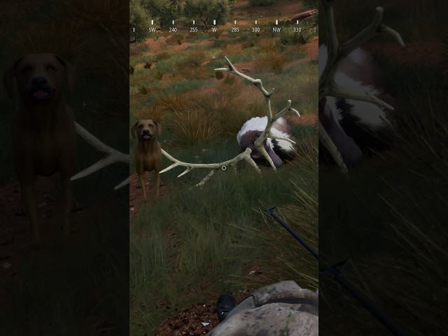 Desert Beasts vs Bow - Massive Legendary Texan Elk Hunt - Hunting Simulator 2 [PC] #shorts