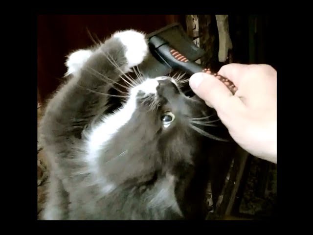 КОТоЧЁС  !!!   How To Comb A Cat ???