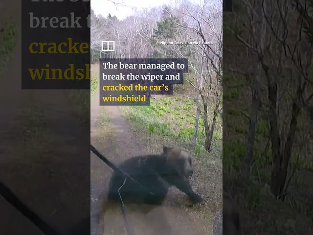 IN A MINUTE: Brown bear attacks truck in Hokkaido #shorts
