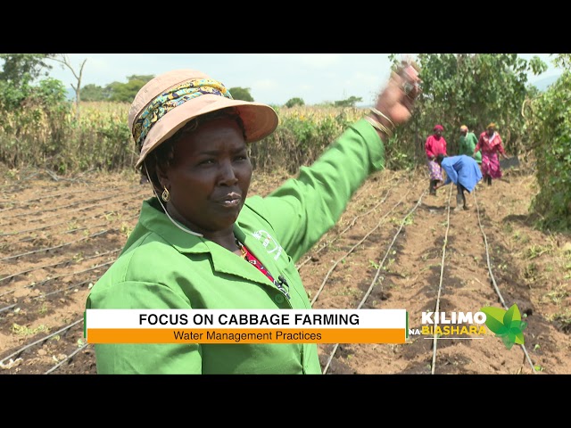 Kilimo Na Biashara |  Cabbage Farming