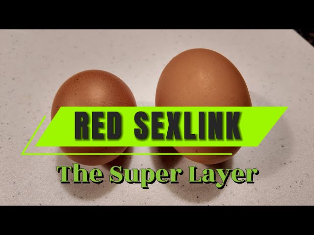 RED SEXLINK CHICKENS / The Super Layer