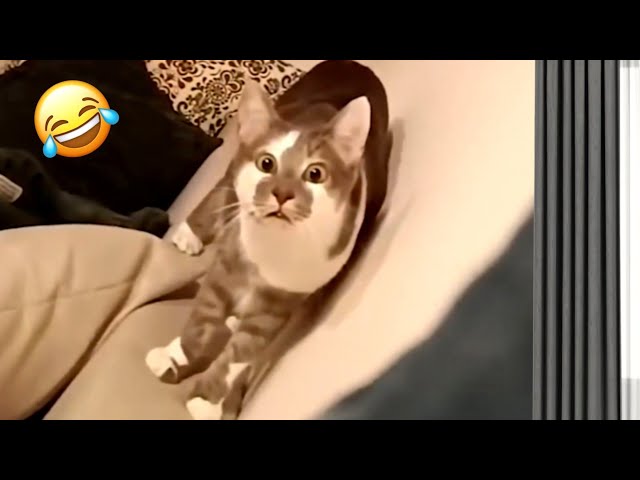 Funny Cats Dogs and other cute Animals🐶😹 Funniest Animal Videos 💥2024