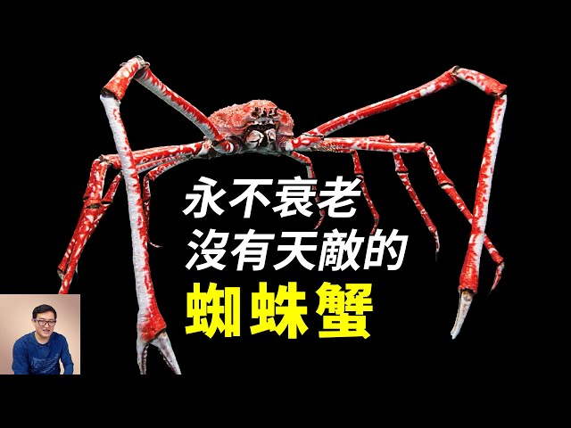 2米長的大長腿，永不衰老的基因，有帝王蟹兩倍大，能活到100歲的蜘蛛蟹【老肉雜談】