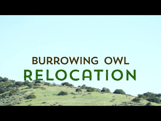 Burrowing Owl Relocation