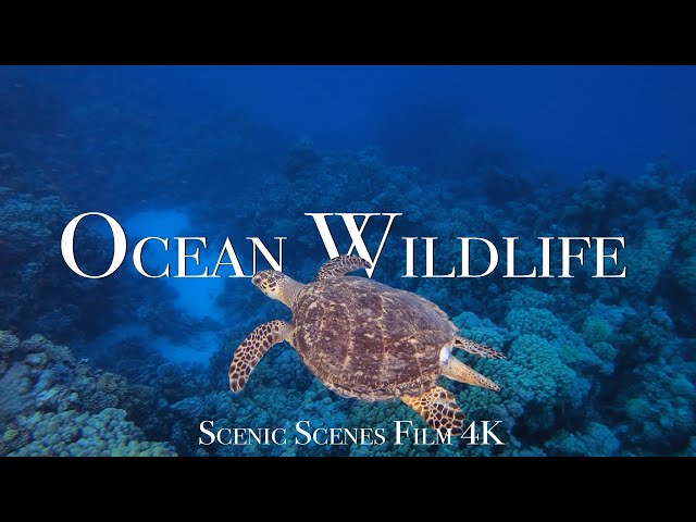 Ocean And Marine Life In 4K - Discover The World's Incredible Ocean Wildlife With Relaxing Music