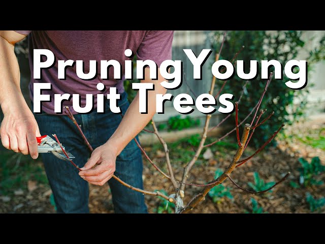 How To Prune Young Fruit Trees - Peach, Apple, Fig and more