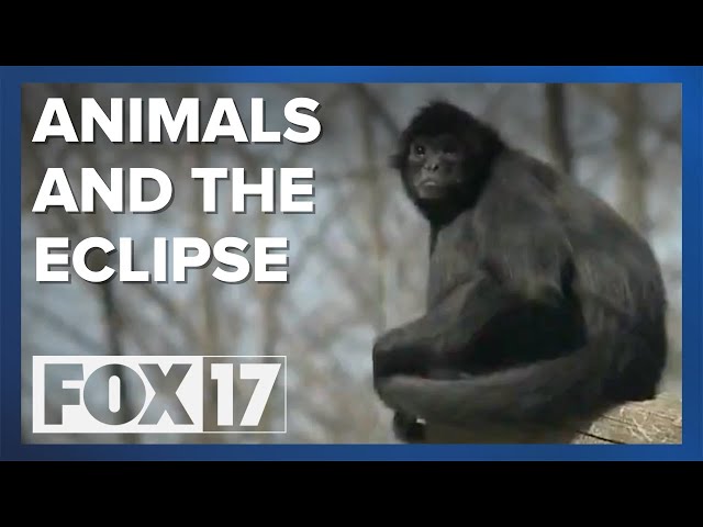 What did the animals at the John Ball Zoo do during the eclipse?