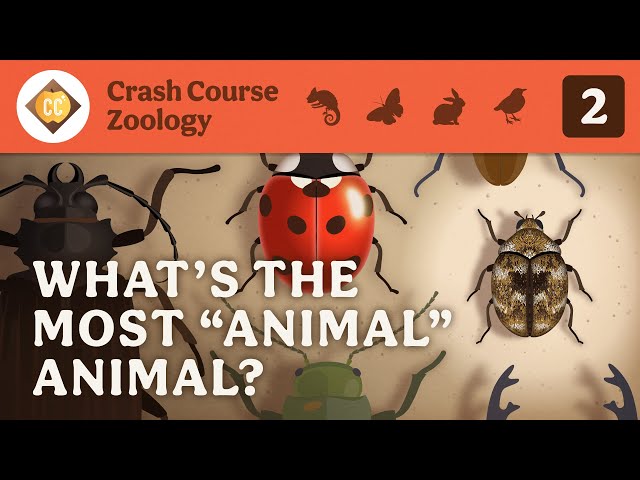 What's the Most "Animal" Animal? Crash Course Zoology #2