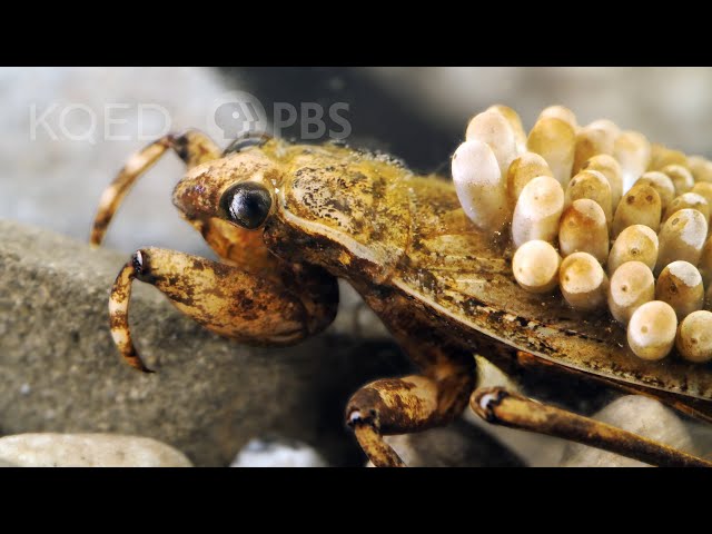 Don't Go Chasing Water Bugs | Deep Look