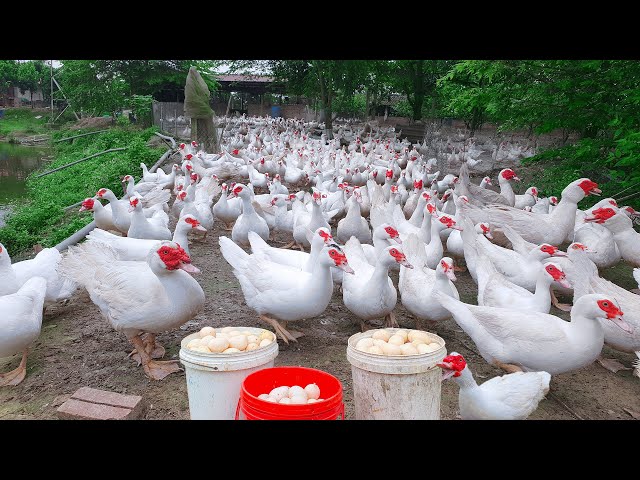 Raise Muscovy To Lay Eggs Effectively. Repair Muscovy Coop - Soson Farm