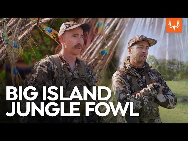 Big Island Jungle Fowl | Cal in the Field