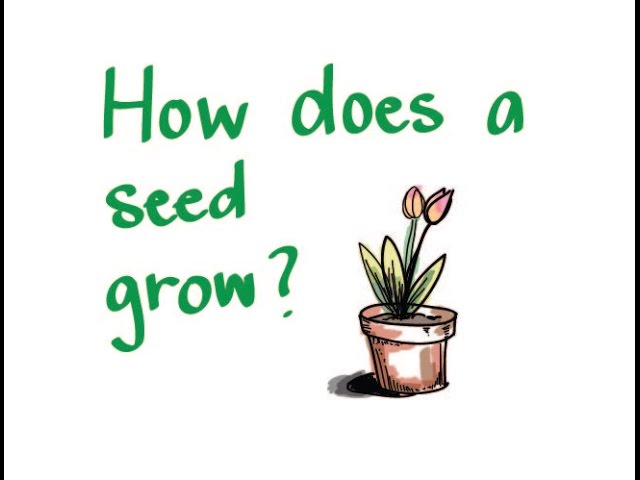 How Does a Seed Grow?
