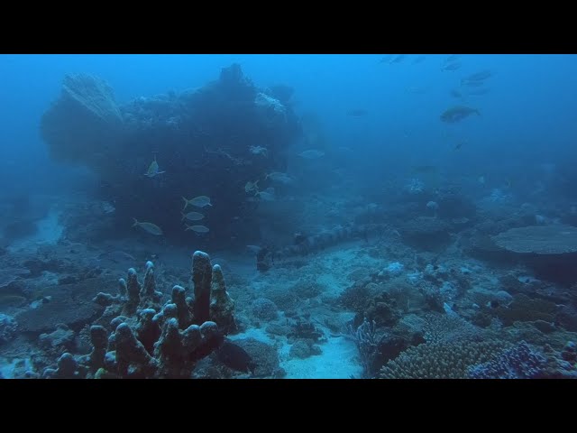 Giant Great Barracuda - Scuba diving in Madagascar