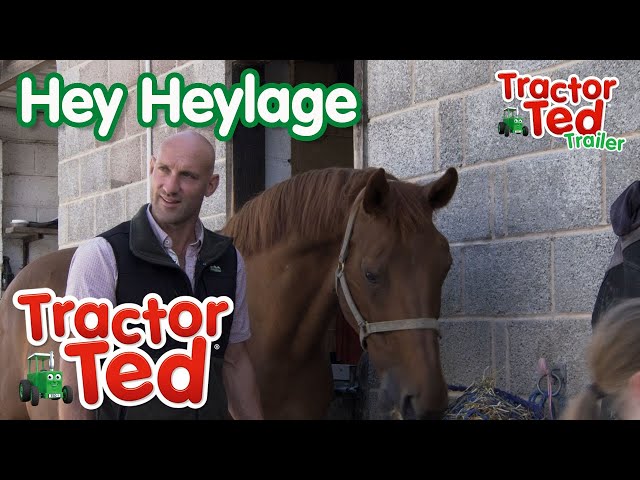 Hey Heylage 🐴 | New Tractor Ted Trailer | Tractor Ted Official Channel