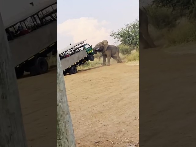 INSANE ELEPHANT FIGHTS HUMANS (SHOCKING)