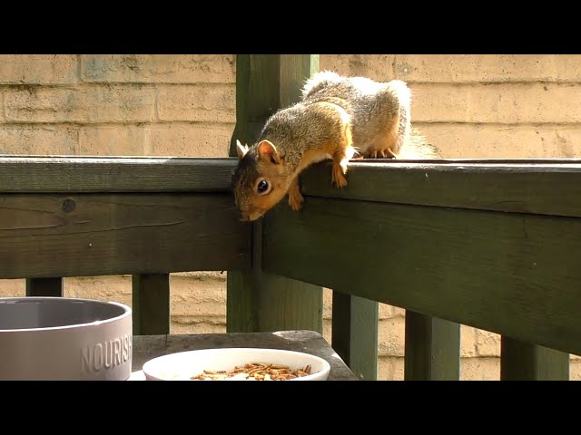 Cautious Squirrel Reacts to New Nut Bowls - Zoey