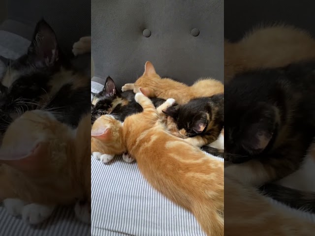 Rescue kittens sleeping peacefully after a hard day of playing
