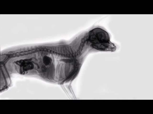 X-Ray of a Dog Eating Food