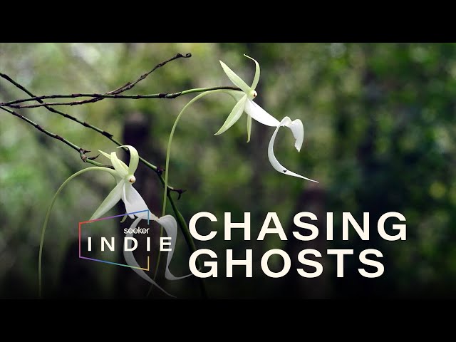 Solving the Mystery of the Ghost Orchid | Seeker Indie