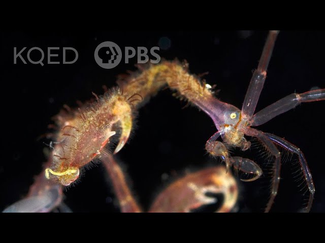 Skeleton Shrimp Use 18 Appendages to Feed, Fight and ... Frolic | Deep Look